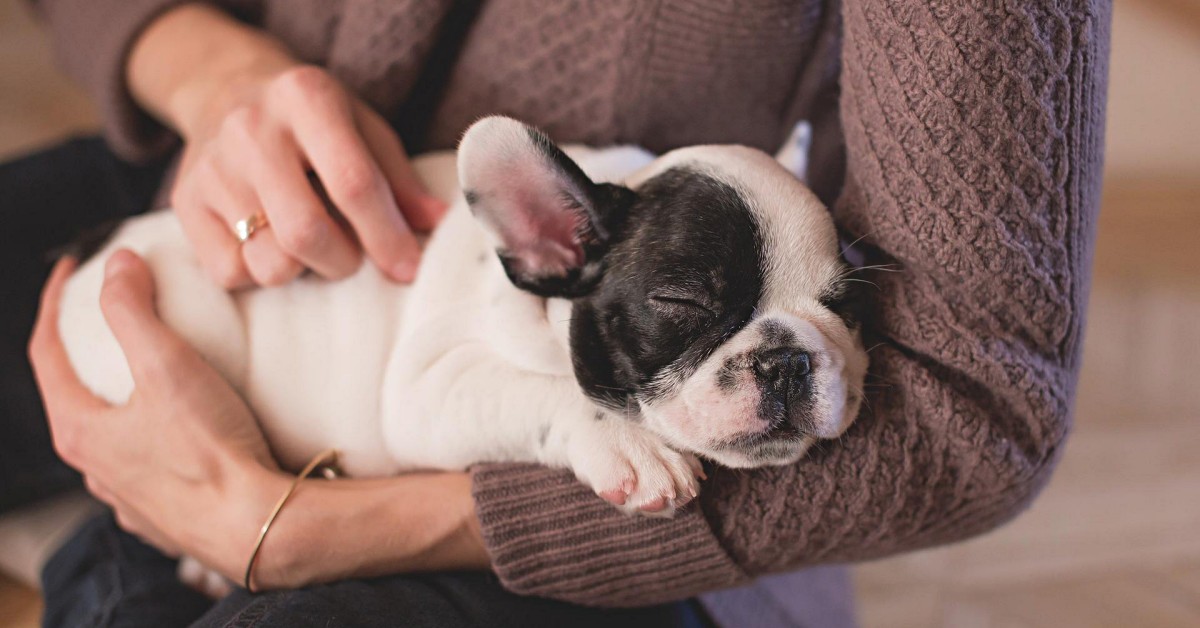 O que o Espiritismo fala sobre cachorros e gatos?