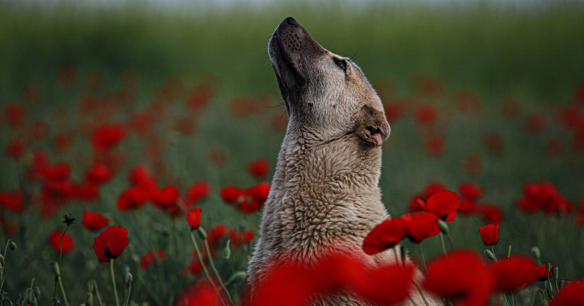 Morte do animal de estimação, segundo o Espiritismo