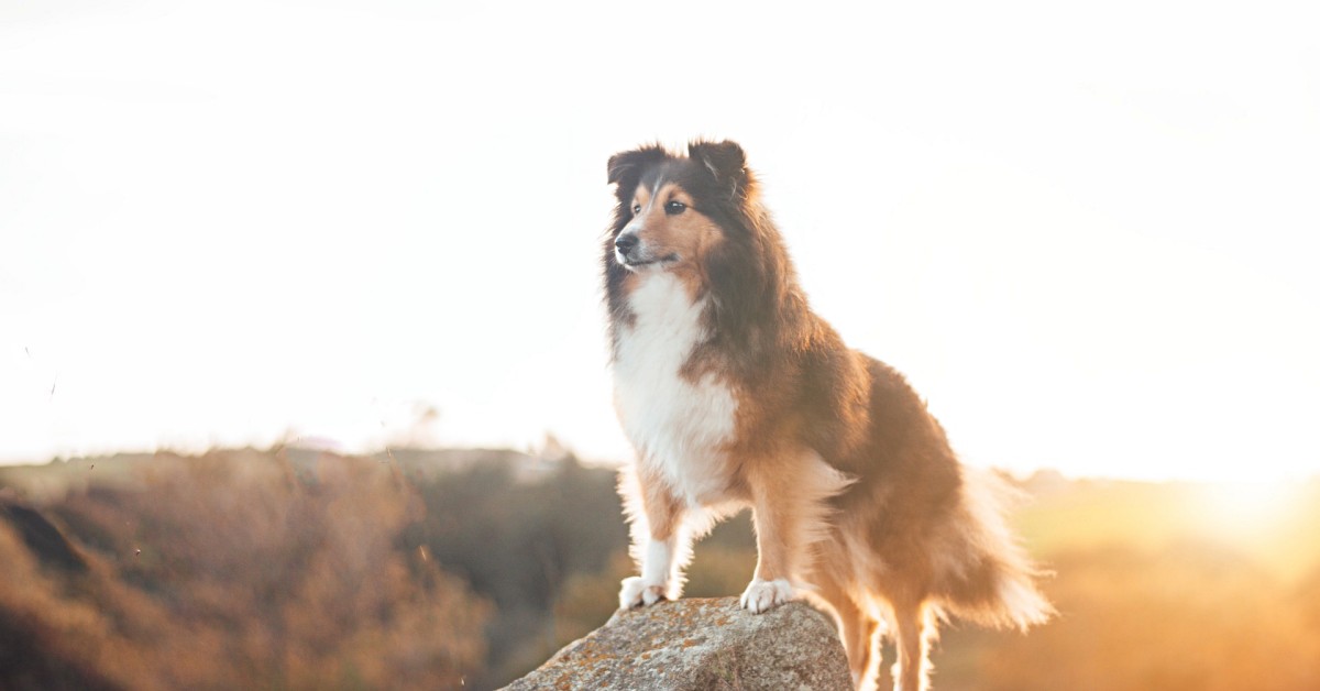 O que acontece com os animais depois da morte segundo o Espiritismo?